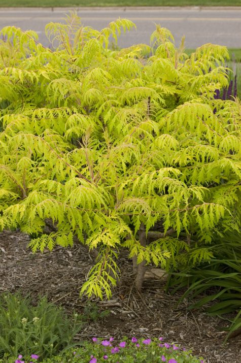 TIGER EYES CUTLEAF SUMAC-FE