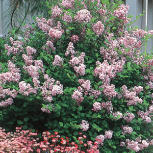 DWARF KOREAN LILAC