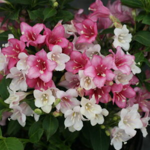 CZECHMARK TRILOGY WEIGELA PW