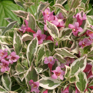 MY MONET WEIGELA-PW