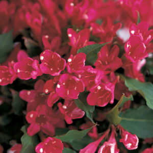 RED PRINCE WEIGELA