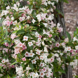 SONIC BLOOM PEARL WEIGELA-PW