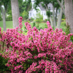 SONIC BLOOM PINK WEIGELA-PW