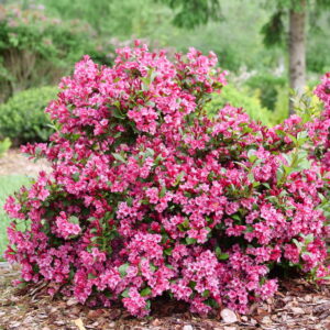 SONIC BLOOM PUNCH WEIGELA-PW