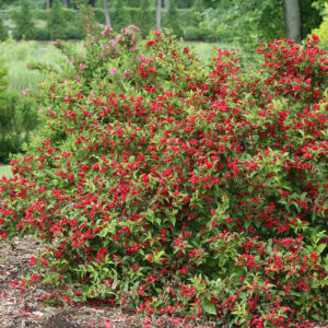 SONIC BLOOM RED WEIGELA-PW