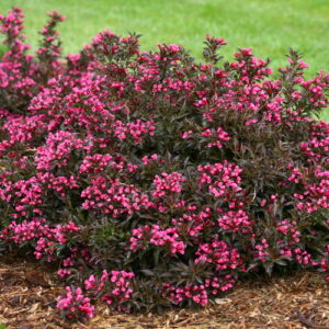 SPILLED WINE WEIGELA-PW