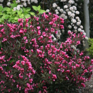 WINE & ROSES WEIGELA-PW