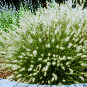 DWARF FOUNTAIN GRASS