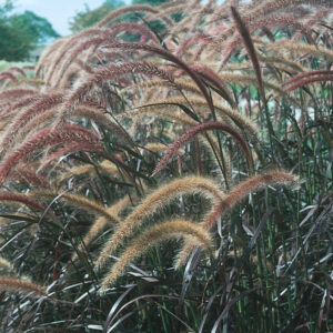 PURPLE FOUNTAIN GRASS