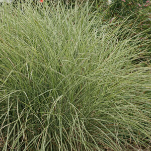 MORNING LIGHT MAIDEN GRASS