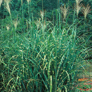 ZEBRA GRASS