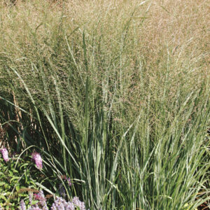 NORTHWIND SWITCH GRASS