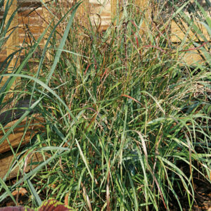 SHENANDOAH SWITCH GRASS