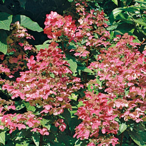 FIRE & ICE HYDRANGEA STAND-CDN