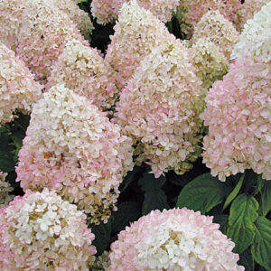 SWEET SUMMER HYDANGEA STAND