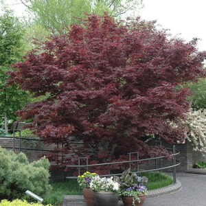 BLOODGOOD JAPANESE MAPLE STAND