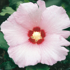 MINERVA ROSE OF SHARON STAND.