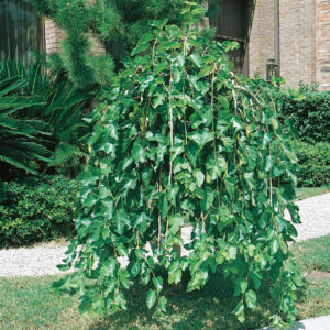 WEEPING MULBERRY FRUIT STAND