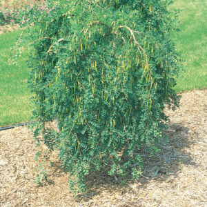 WEEPING PEASHRUB STANDARD