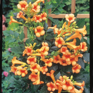 INDIAN SUMMER TRUMPET VINE