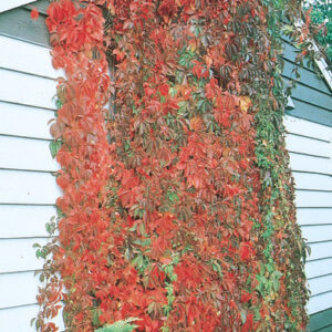 VIRGINIA CREEPER